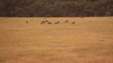 bir grup vahşi kanguru besleme ve bir alandaki atlama olduğunu. Rüzgar sallama sarı uzun çim yeşil ağaçlar bir arka plan üzerinde olduğunu. Great Ocean Road, Victoria, Avustralya