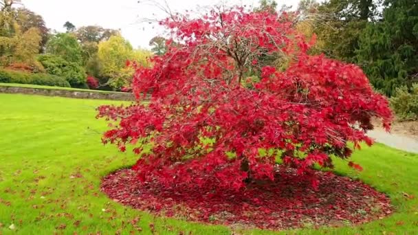 Japanise Red Mapple Tree in a Park, Autumn Red Mapple Leaves. Irlanda, Waterford . — Vídeos de Stock