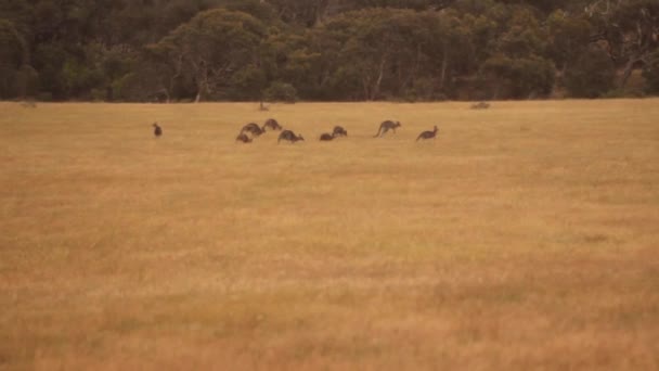 Группа диких кенгуру питается и прыгает в поле. Ветер машет жёлтыми длинными травяными зелёными деревьями на заднем плане. Great Ocean Road, Виктория, Австралия — стоковое видео
