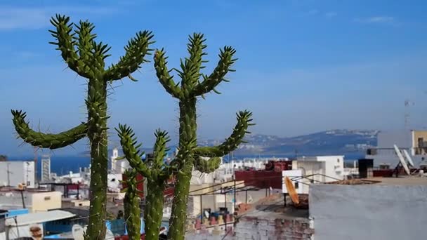 Close up of a Cactus Movendo-se no Vento Com uma Vista Panorâmica dos Telhados de uma Cidade Árabe Velha no Fundo. Tânger, Marrocos . — Vídeo de Stock