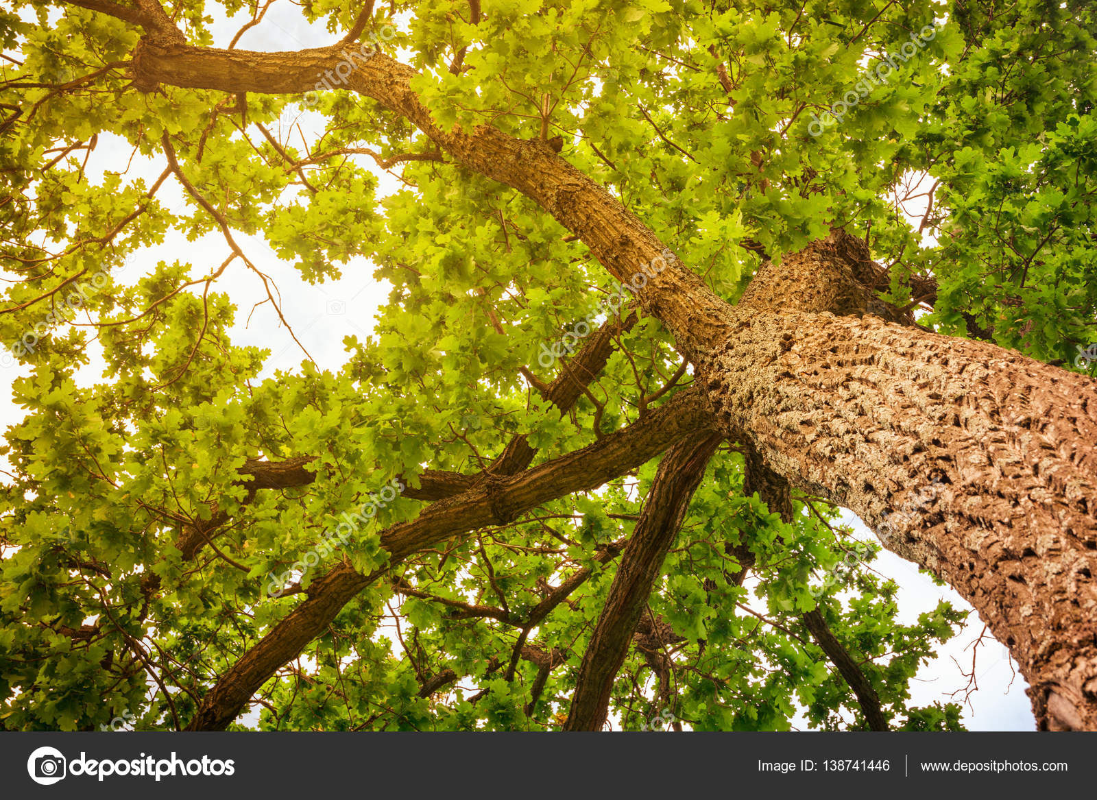 Oak tree branches with bright green leaves Stock Photo by ©nesavinov