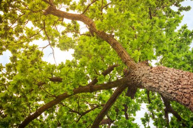 Meşe ağacının dalları parlak yeşil yaprakları ile