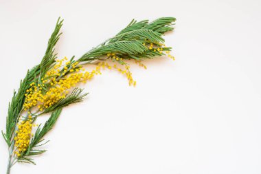 Akasya dealbata gümüş wattle, mavi wattle ve beyaz arka plan üzerinde Mimoza olarak bilinen.