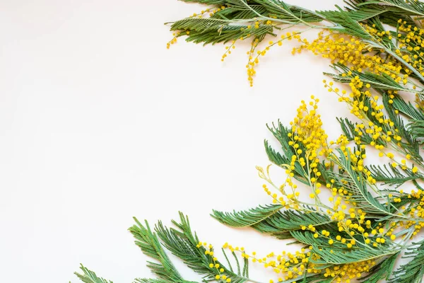 Akasya dealbata gümüş wattle, mavi wattle ve beyaz arka plan üzerinde Mimoza olarak bilinen.