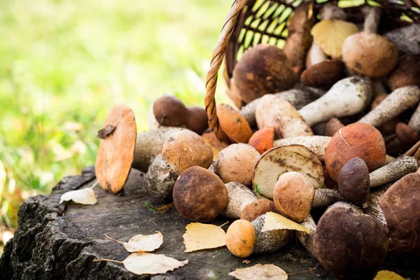Cesta de vime com cogumelos no toco — Fotografia de Stock