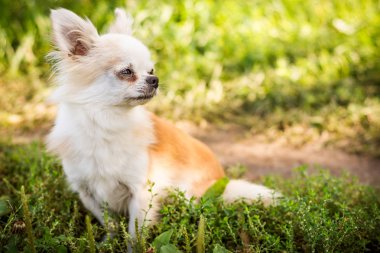 Yeşil çimlerin üzerindeki chihuahua köpeği.