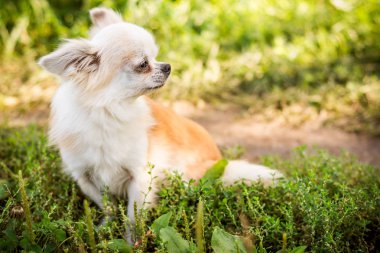 Yeşil çimlerin üzerindeki chihuahua köpeği.