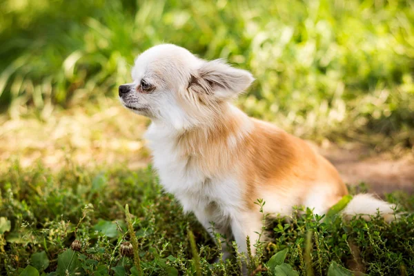 Perro chihuahua sobre hierba verde —  Fotos de Stock