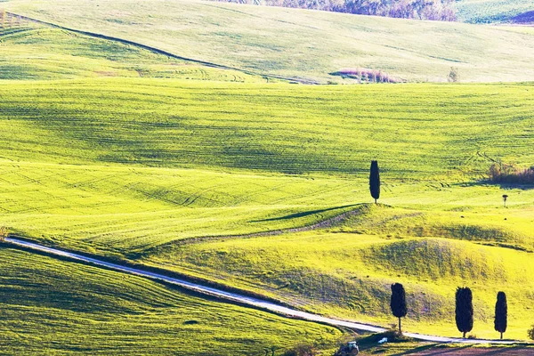 Groene Toscaanse heuvellandschap velden in het voorjaar met cipressen — Stockfoto