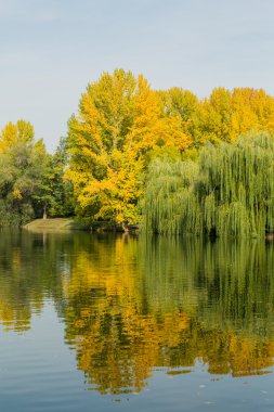 Ağaçlar yakınındaki bir su birikintisi bir şehirde Park sararma