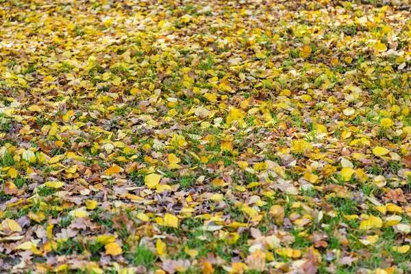 Жовте опале листя на зеленій траві — стокове фото