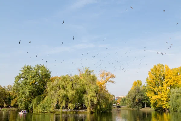 Höst i staden Park, damm, duvor i himlen. Saratov, Ryssland — Stockfoto