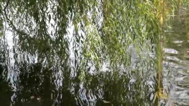 Su üzerinde söğüt dallarını su birikintisi