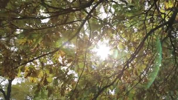 Slunce svítí skrz větve ze stromů na podzim — Stock video
