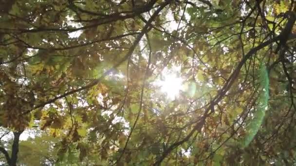 Soleil brille à travers les branches des arbres en automne 
