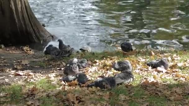 Palomas en la hierba cerca del estanque en otoño — Vídeo de stock