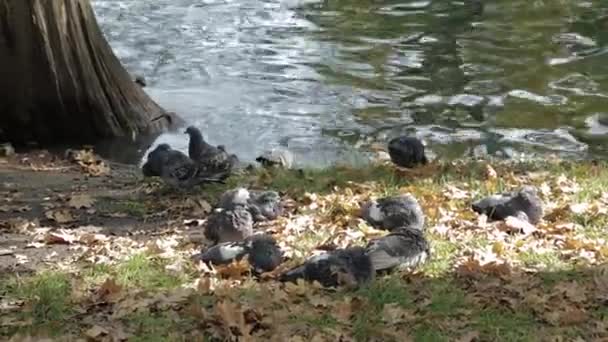 Pigeons on the grass near the pond in autumn — Stock Video