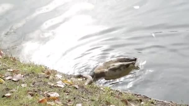 Утка плавает и ныряет в пруд у берега — стоковое видео