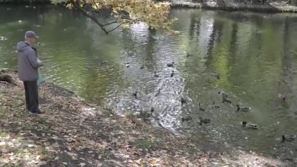 Człowiek, karmienie kaczek w stawie w Jesień city Park — Wideo stockowe