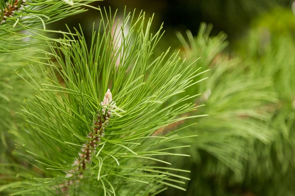 Ramo de pinheiro ou cedro siberiano closeup — Fotografia de Stock
