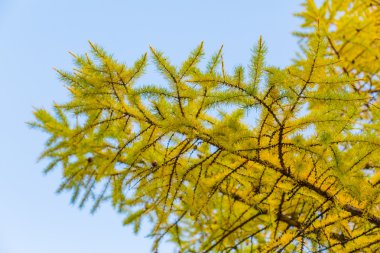 Mavi gökyüzü karşı sonbaharda karaçam ağacı dalları
