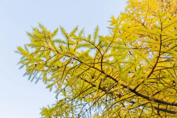 Mavi gökyüzü karşı sonbaharda karaçam ağacı dalları — Stok fotoğraf