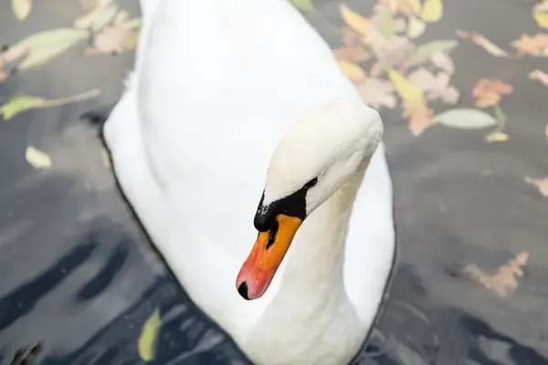 池塘城市公园中的白天鹅 — 图库照片