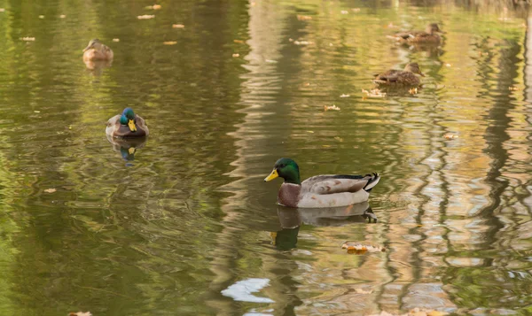 鸭子在池塘里在秋季城市公园 — 图库照片