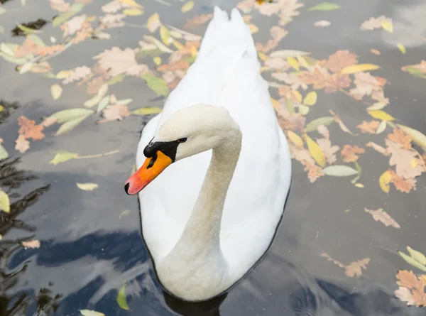 池塘城市公园中的白天鹅 — 图库照片