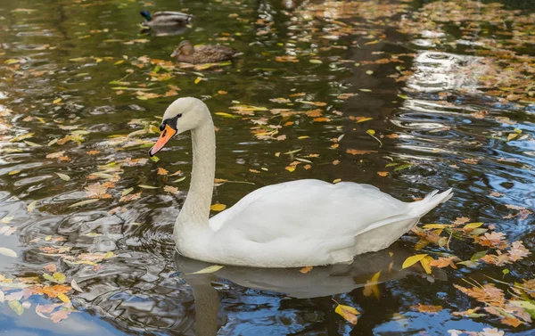白天鹅和鸭子在池塘里 落叶黄叶 — 图库照片