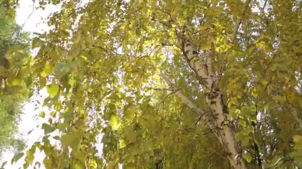 Slunce svítí skrz listy břízy na podzim — Stock video