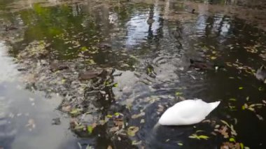 Ördek ve sonbahar City Park havuzda kuğular