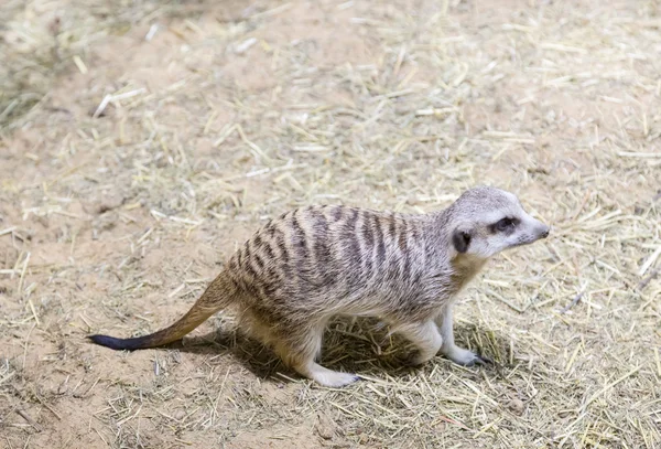 Meerkat in the zoo. Suricata suricatta. Family mangustov — Stock Photo, Image