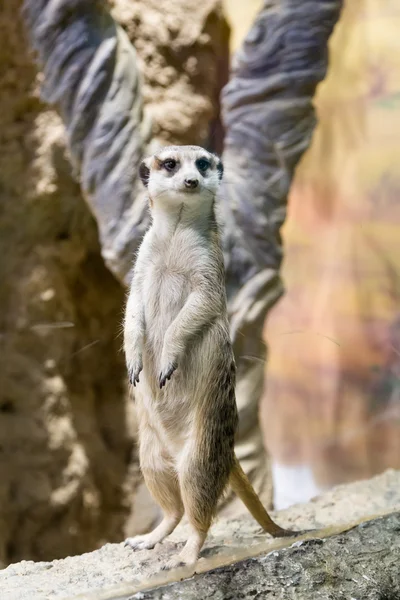 Meerkat는 동물원에서. Suricata suricatta입니다. 가족 mangustov — 스톡 사진