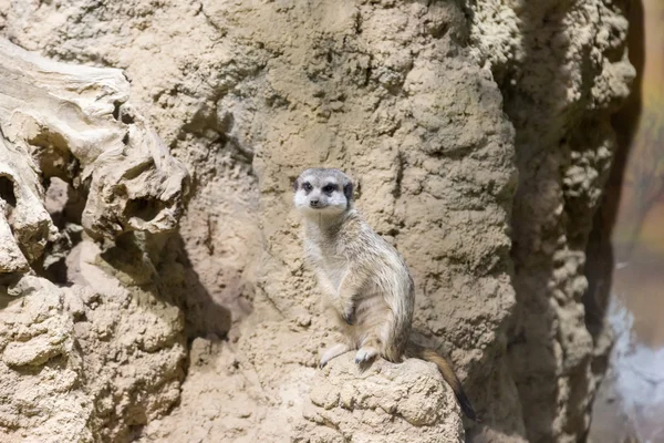 Meerkat Zoo Suricata Suricatta Family Mangustov — Stock Photo, Image