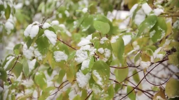 Neve sulle foglie verdi dell'albero — Video Stock