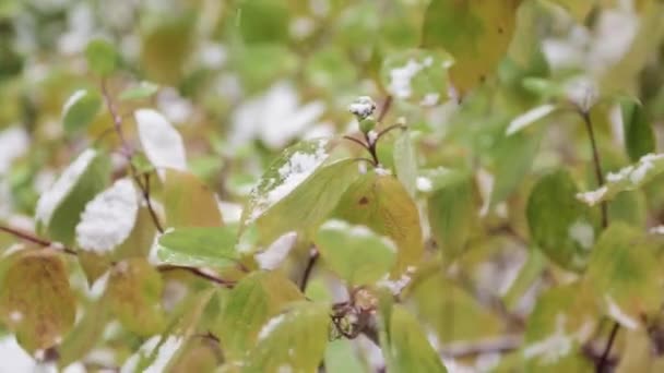 Sneeuw op de groene bladeren van struiken — Stockvideo