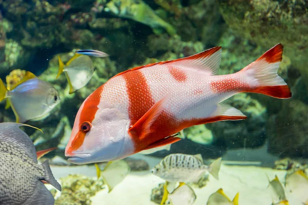 Emperador pargo rojo en el acuario — Foto de Stock