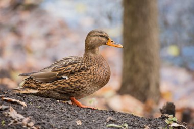 Kadın yeşilbaş ördek arazi üzerinde