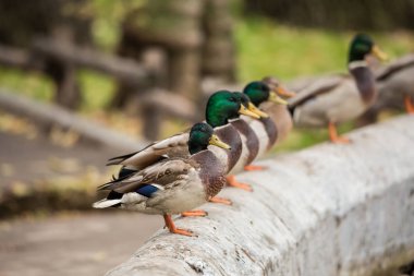 Yeşilbaş ördekler beton çit