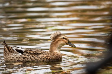 Havuzda bir kadın yeşilbaş