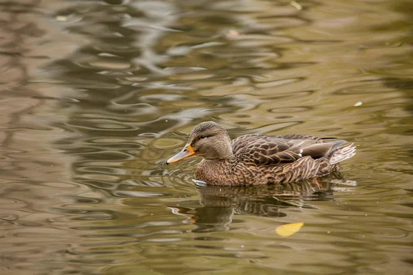 Ženské Mallard plavání v rybníce — Stock fotografie