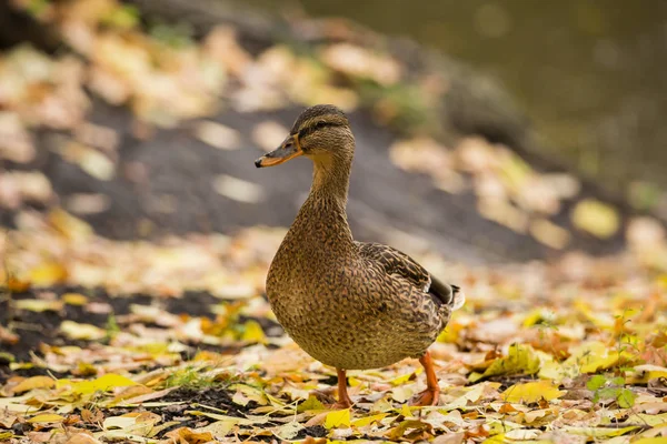 Pato Mallard fêmea em terra no outono — Fotografia de Stock