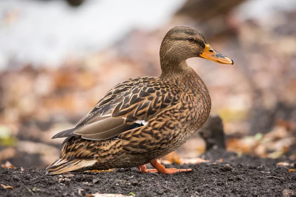 Kadın yeşilbaş ördek sonbaharda karada