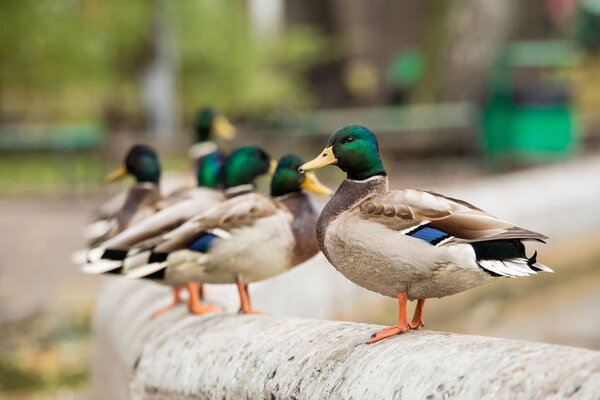 Кряквы Дрейка на бетонном заборе
