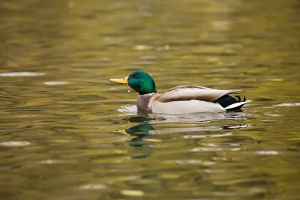 Drake mallards in the pond — Stock Photo, Image