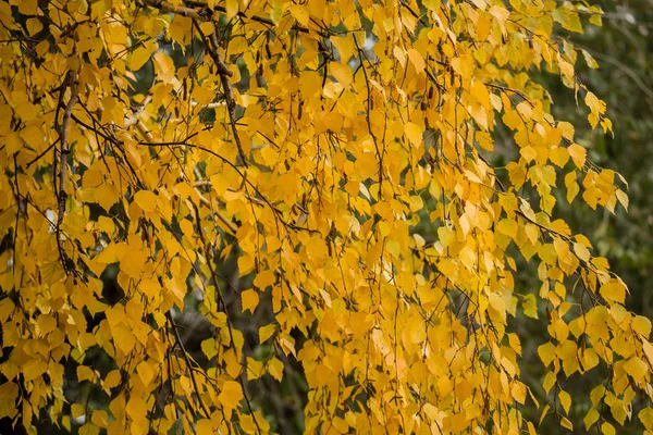Las hojas amarillas sobre el abedul en otoño — Foto de Stock