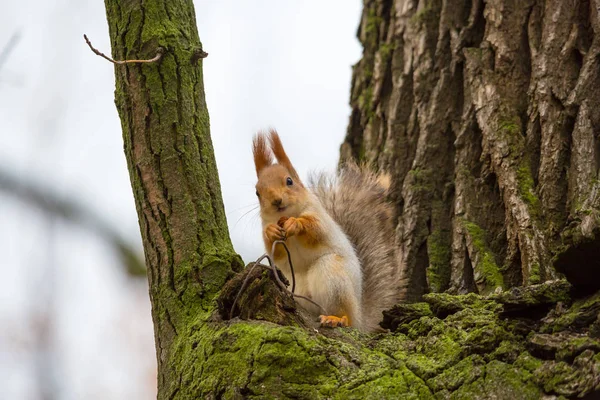 Eichhörnchen auf dem Baum frisst Nuss — Stockfoto