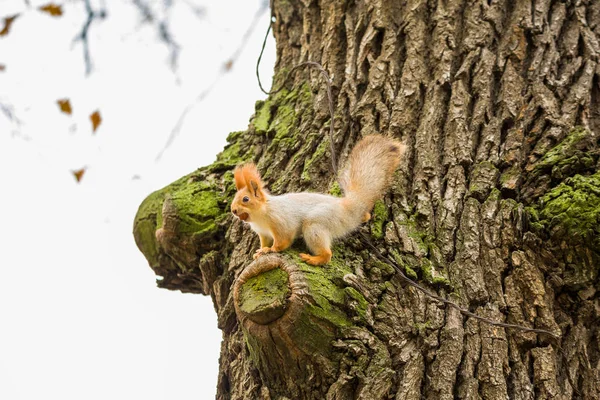 Squirrel eating a walnut on oak — Stock Photo, Image
