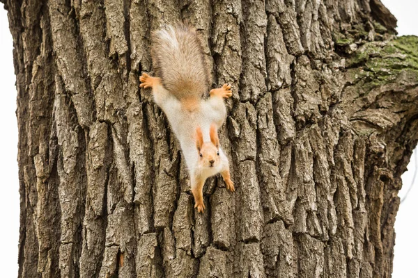 Σκίουρος στον κορμό ενός δέντρου ενηλίκων — Φωτογραφία Αρχείου